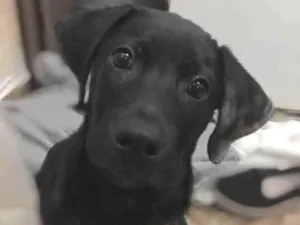 Cachorro raça Labrador mestiço  idade 7 a 11 meses nome Doug