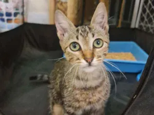 Gato raça SRD idade 2 a 6 meses nome Dexter