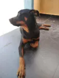 Noua