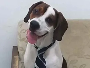 Cachorro raça Pitbull com beagle  idade 1 ano nome Drake