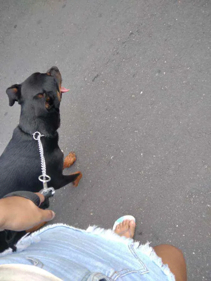 Cachorro ra a Rottweiler idade 7 a 11 meses nome Noua