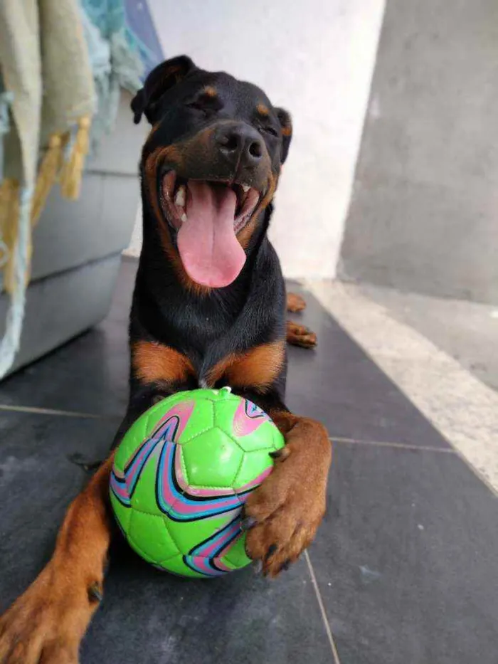 Cachorro ra a Rottweiler idade 7 a 11 meses nome Noua
