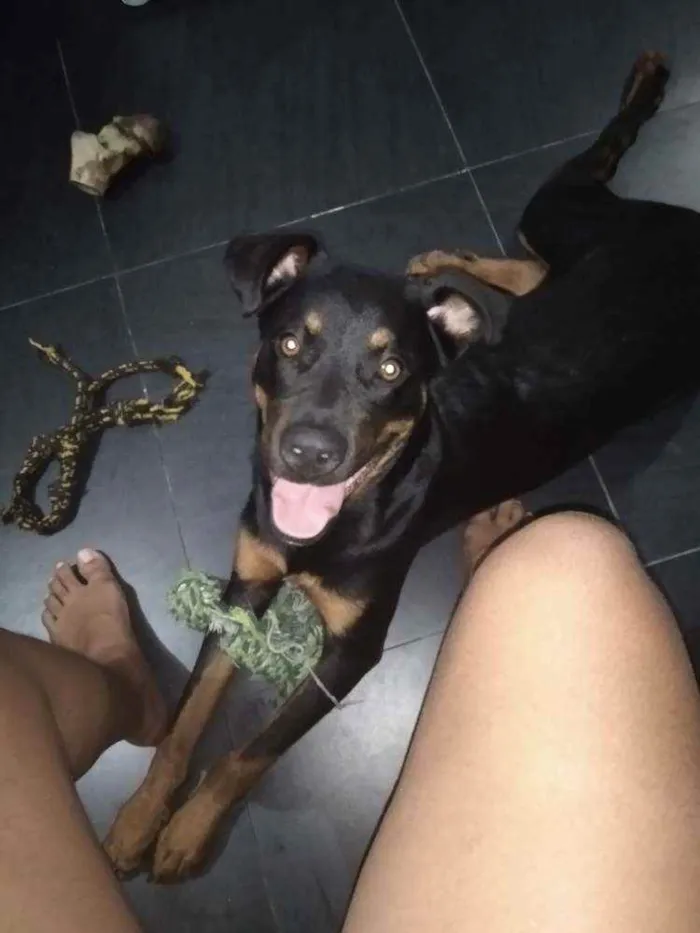 Cachorro ra a Rottweiler idade 7 a 11 meses nome Noua