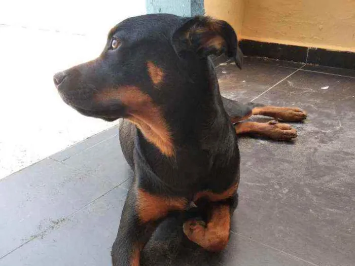Cachorro ra a Rottweiler idade 7 a 11 meses nome Noua