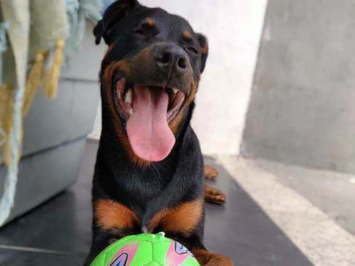 Cachorro ra a Rottweiler idade 7 a 11 meses nome Noua