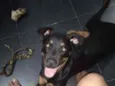 Noua