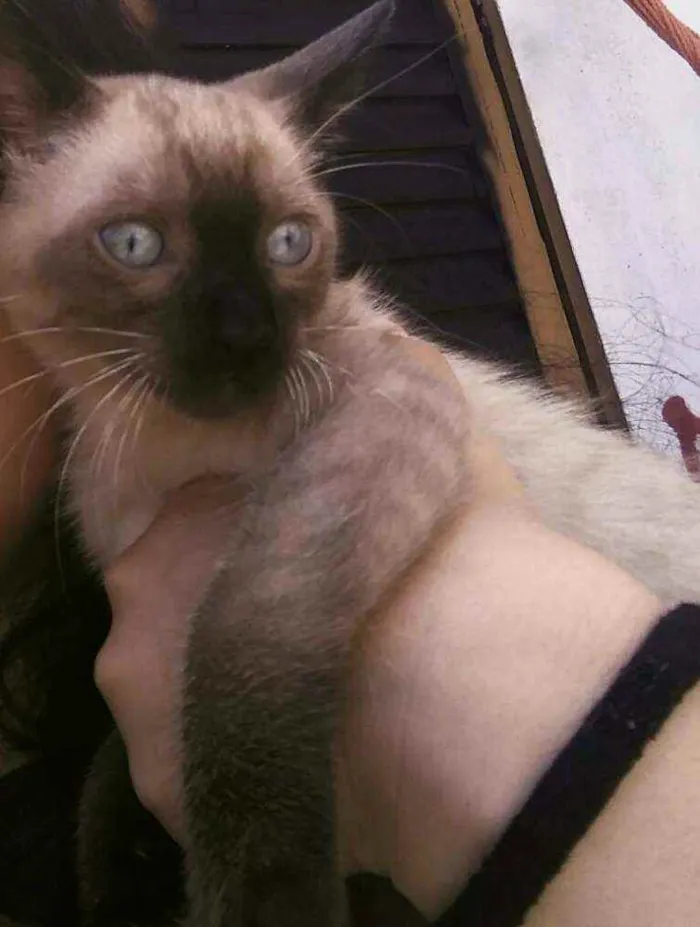 Gato raça srd idade 2 a 6 meses nome Stuart