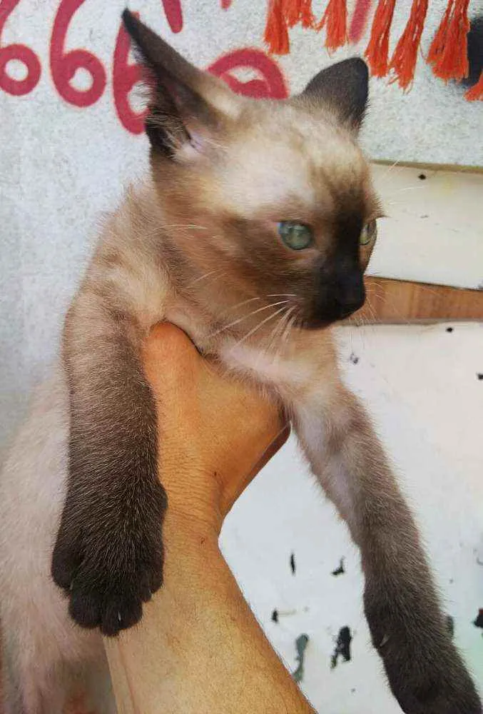 Gato raça srd idade 2 a 6 meses nome Stuart