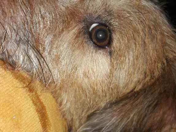 Cachorro ra a Vira-lata idade 1 ano nome Sansão