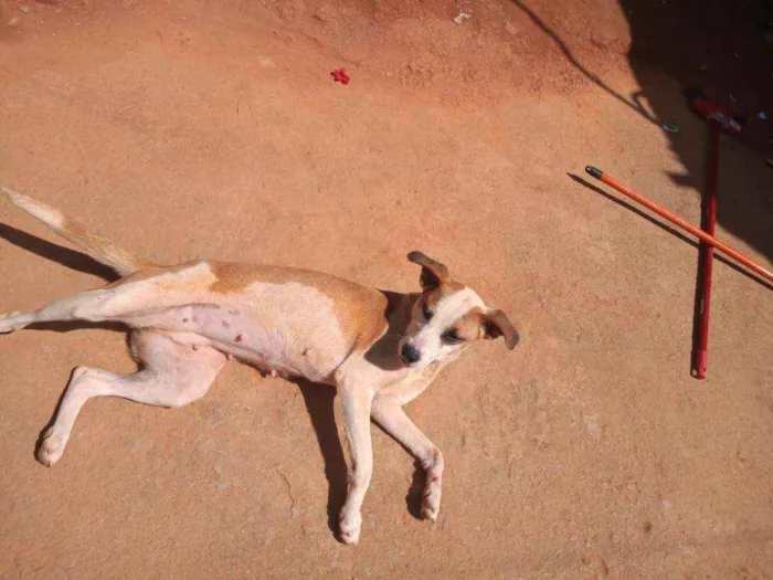 Cachorro ra a Vira lata idade 2 anos nome Nina