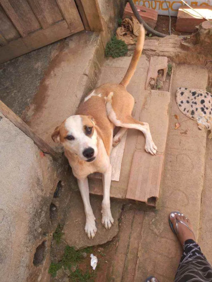 Cachorro ra a Vira lata idade 2 anos nome Nina