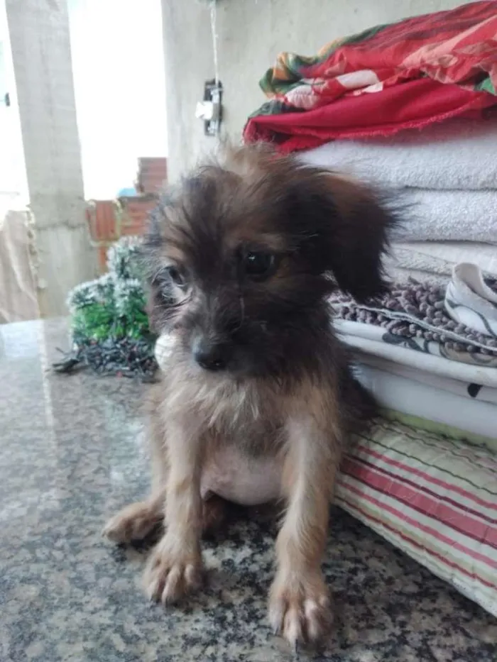 Cachorro ra a vira lata idade 2 a 6 meses nome Pantera 