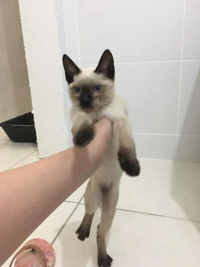 Gato ra a Siamês idade 2 a 6 meses nome Canelinha