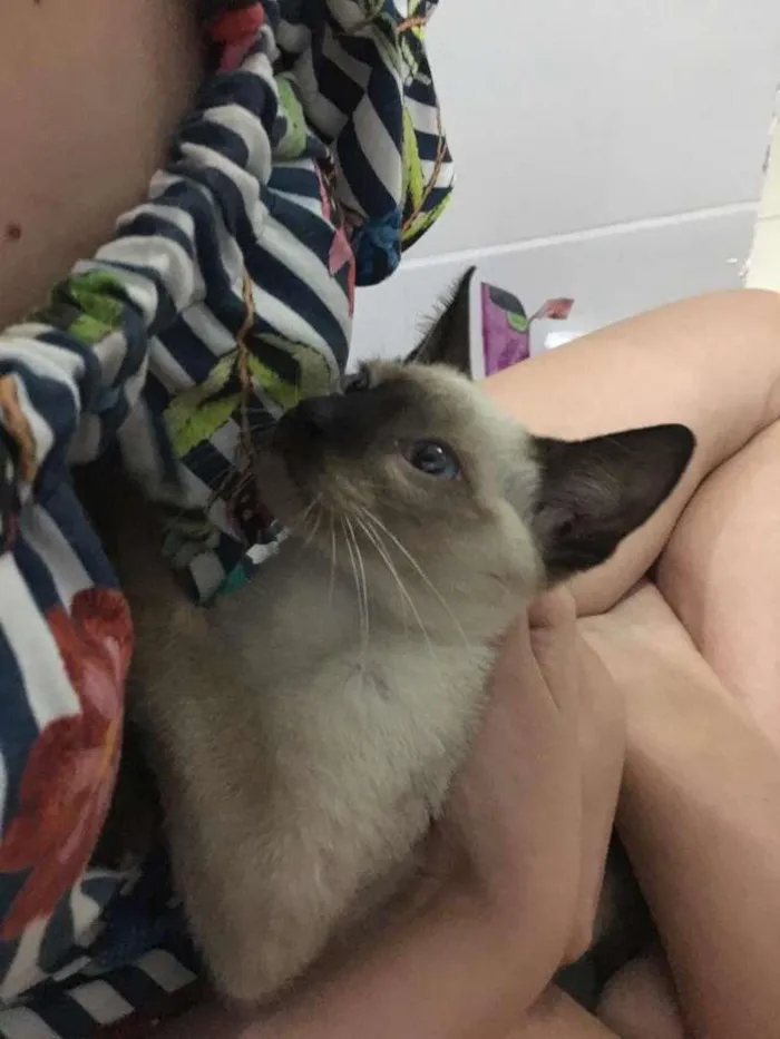 Gato ra a Siamês idade 2 a 6 meses nome Canelinha