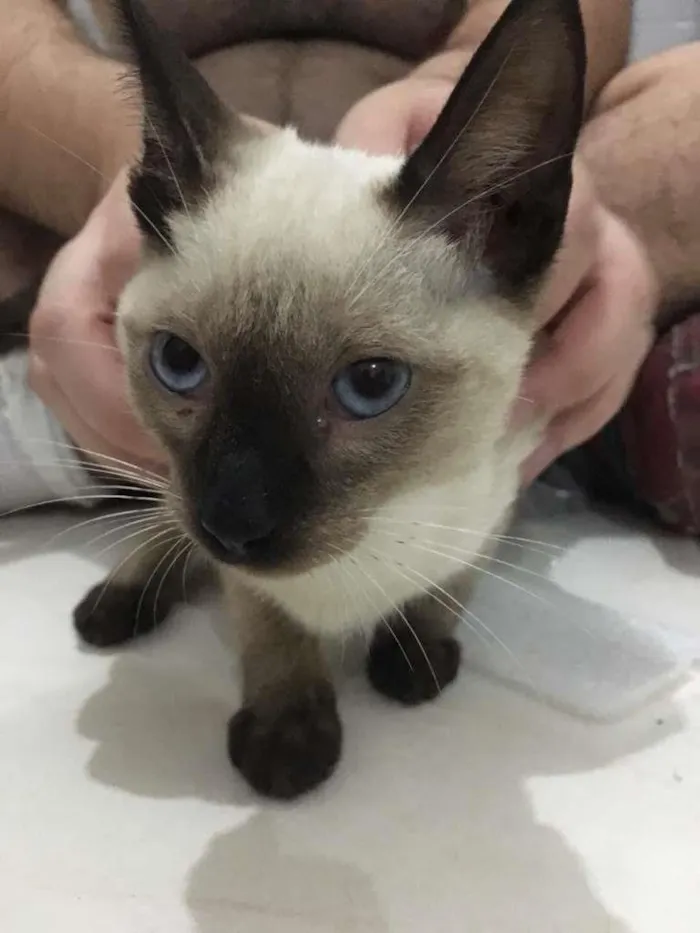 Gato ra a Siamês idade 2 a 6 meses nome Canelinha