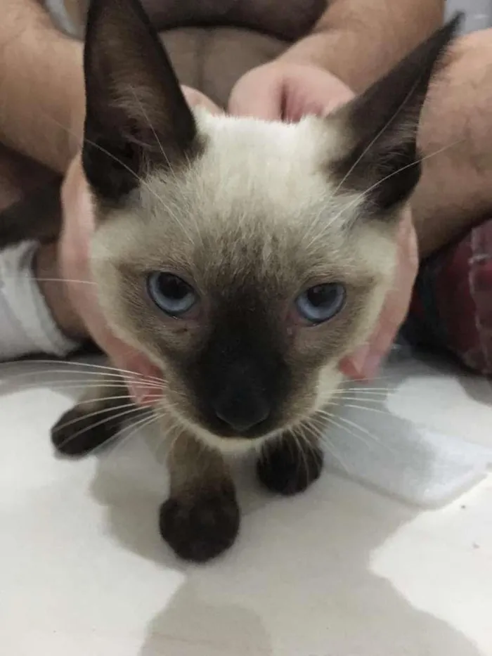 Gato ra a Siamês idade 2 a 6 meses nome Canelinha