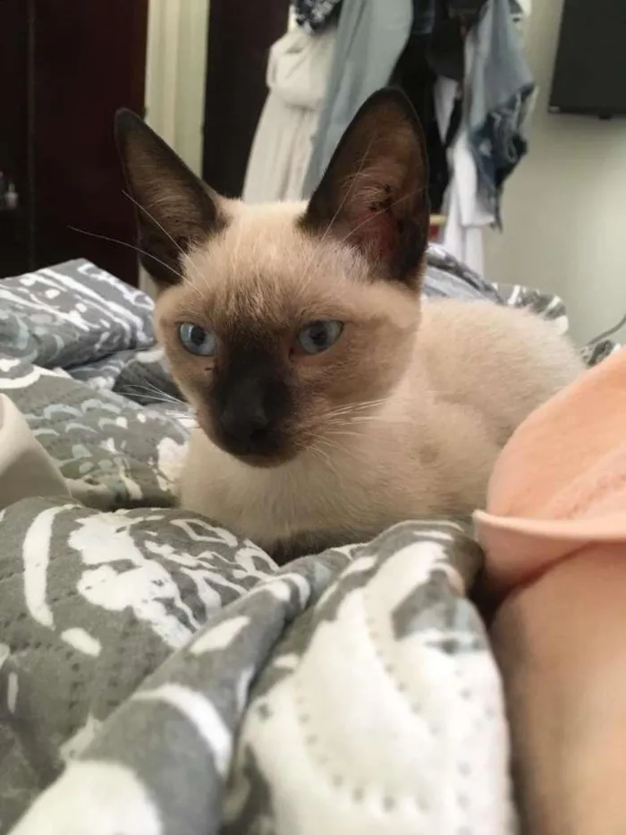 Gato ra a Siamês idade 2 a 6 meses nome Canelinha