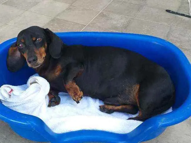 Cachorro ra a Basset Dachsund  idade 6 ou mais anos nome Maguila 