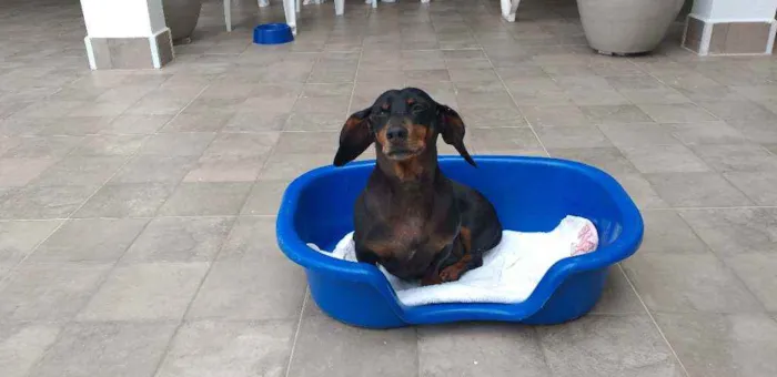 Cachorro ra a Basset Dachsund  idade 6 ou mais anos nome Maguila 