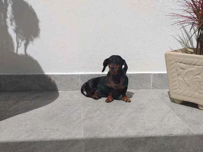 Cachorro ra a Basset Dachsund  idade 6 ou mais anos nome Maguila 