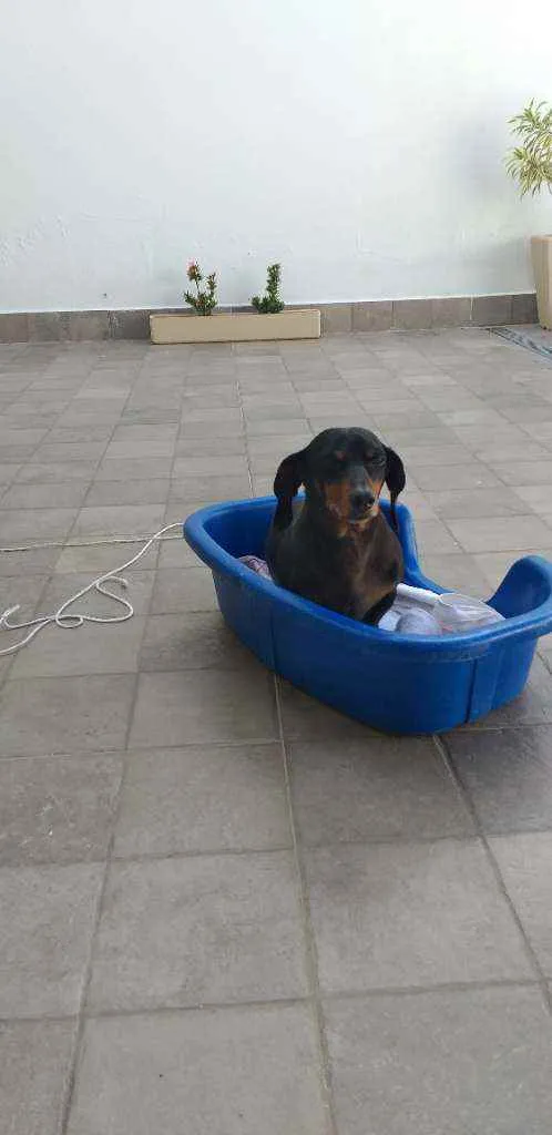 Cachorro ra a Basset Dachsund  idade 6 ou mais anos nome Maguila 