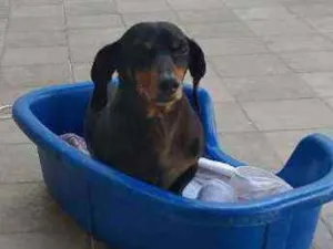 Cachorro raça Basset Dachsund  idade 6 ou mais anos nome Maguila 