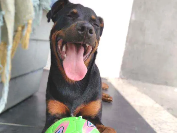 Cachorro ra a Rottweiler idade 7 a 11 meses nome Noua