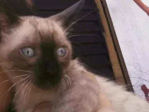 Gato raça srd idade 2 a 6 meses nome Stuart