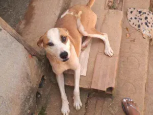 Cachorro raça Vira lata idade 2 anos nome Nina