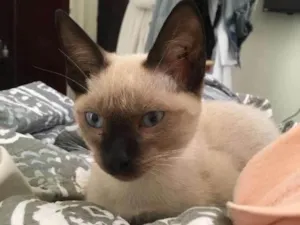 Gato raça Siamês idade 2 a 6 meses nome Canelinha