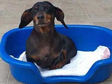 Cachorro ra a Basset Dachsund  idade 6 ou mais anos nome Maguila 