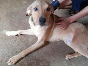 Cachorro raça Beagle e os outros 2 vira-lata idade 1 ano nome Bob, Nina e Soneca