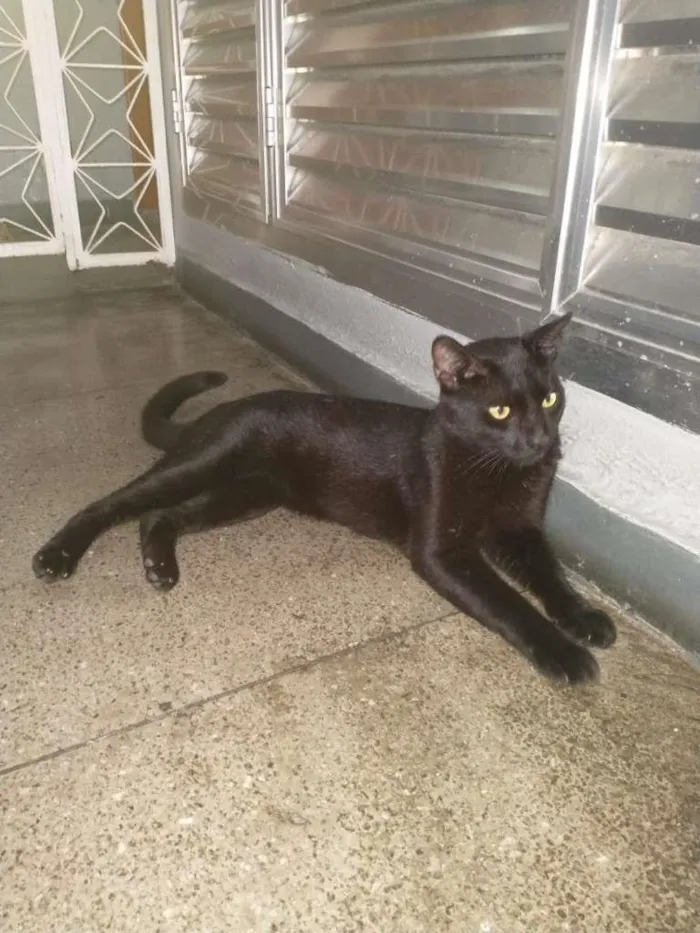 Gato ra a SRD-ViraLata idade 2 anos nome Ariel e Leon