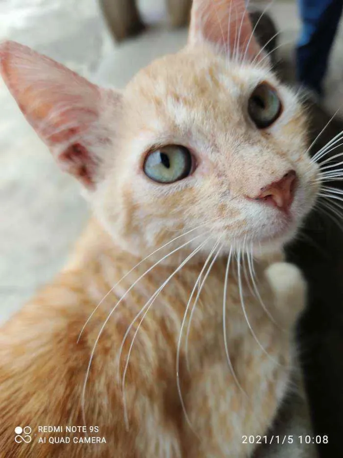 Gato ra a Normal idade Abaixo de 2 meses nome Amarelos e rajados