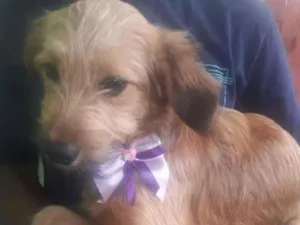 Cachorro raça  idade 2 a 6 meses nome Joana Filhotinha