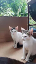 Gatos 