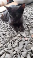 Gatos