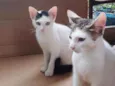 Gatos 