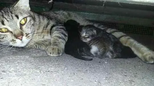 Gato ra a SRD idade 1 ano nome Ainda  sem nome