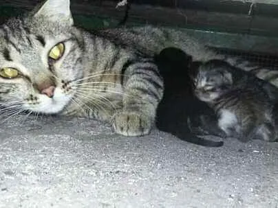 Gato ra a SRD idade 1 ano nome Ainda  sem nome