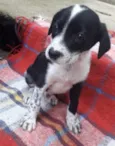 Cachorro raça  idade 2 a 6 meses nome Ricky Filhotinho