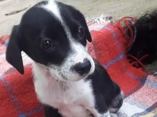 Cachorro raça  idade 2 a 6 meses nome Ricky Filhotinho