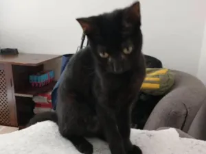 Gato raça SRD-ViraLata idade 2 a 6 meses nome Athena