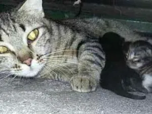 Gato raça SRD idade 1 ano nome Ainda  sem nome