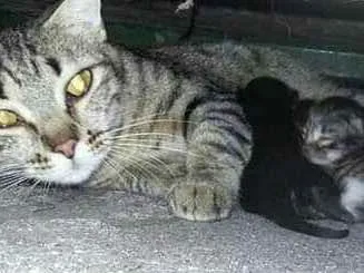 Gato ra a SRD idade 1 ano nome Ainda  sem nome