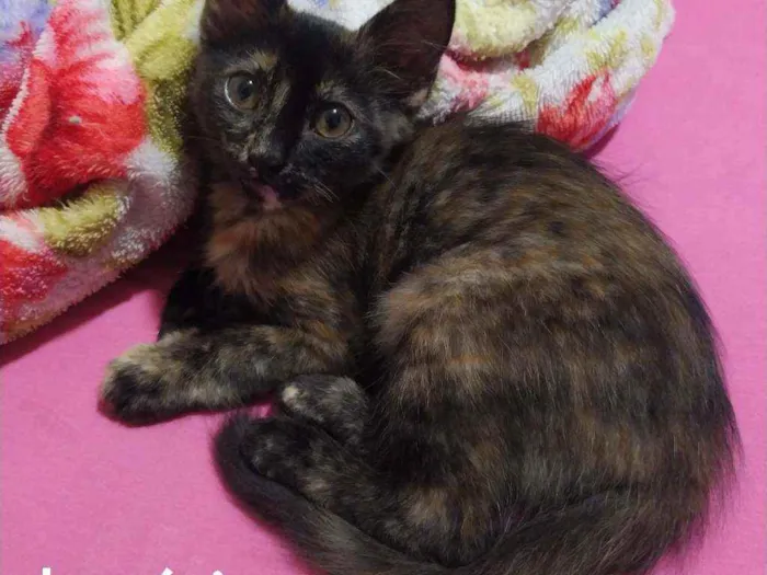 Gato ra a Srd idade 2 a 6 meses nome Letícia