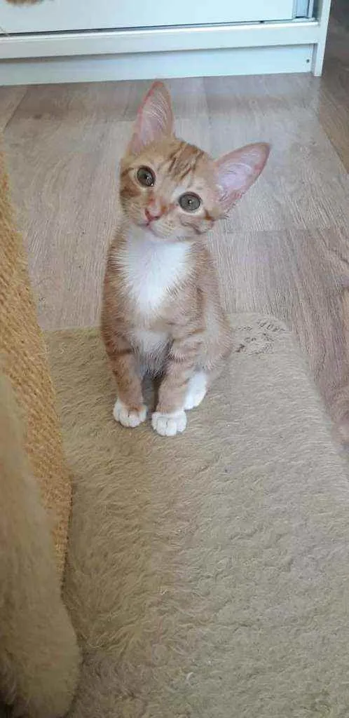 Gato ra a Srd idade 2 a 6 meses nome Churros