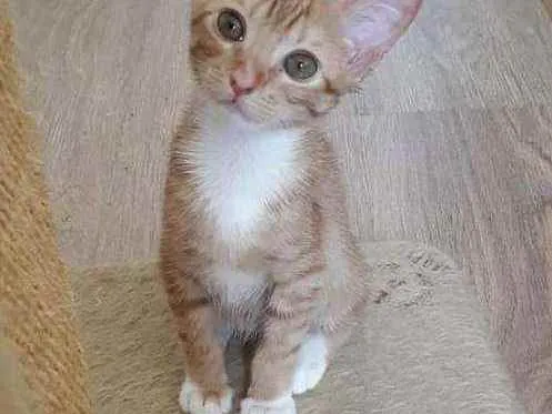 Gato ra a Srd idade 2 a 6 meses nome Churros