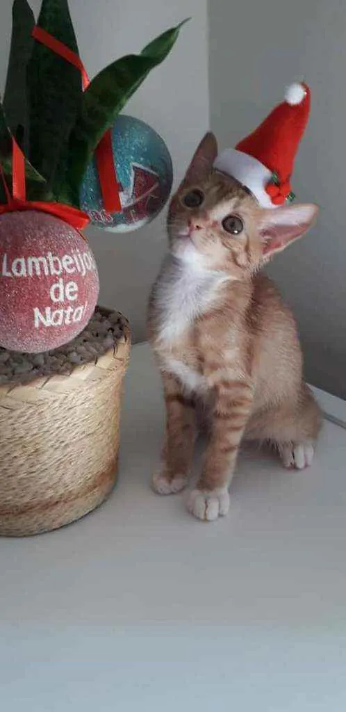 Gato ra a Srd idade 2 a 6 meses nome Churros