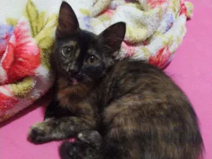 Gato raça Srd idade 2 a 6 meses nome Letícia